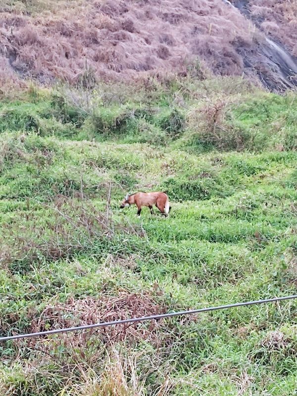 Um lobo-guará foi flagrado andando no pasto em Muniz Freire, no último domingo (9)  por Assessoria de Comunicação da Prefeitura de Muniz Freire