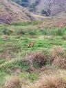 Lobo-guará é visto andando em pasto em Muniz Freire(Assessoria de Comunicação da Prefeitura de Muniz Freire)