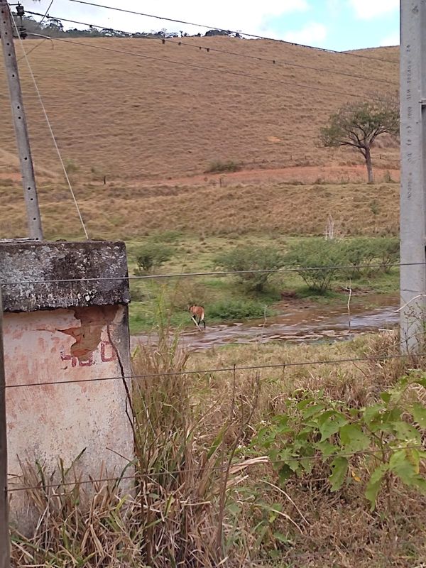 Um lobo-guará foi flagrado andando no pasto em Muniz Freire, no último domingo (9)  por Assessoria de Comunicação da Prefeitura de Muniz Freire