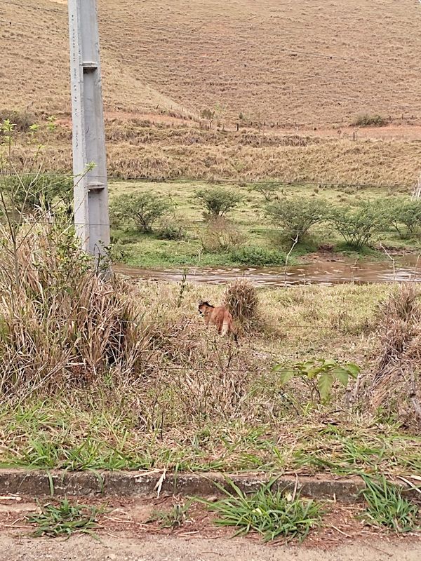 Um lobo-guará foi flagrado andando no pasto em Muniz Freire, no último domingo (9)  por Assessoria de Comunicação da Prefeitura de Muniz Freire