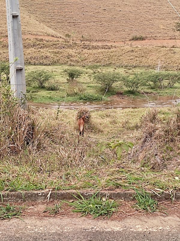 Um lobo-guará foi flagrado andando no pasto em Muniz Freire, no último domingo (9)  por Assessoria de Comunicação da Prefeitura de Muniz Freire