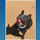 Imagem - Maju: a buldogue esportista e que dá "rolê" de bicicleta em Cachoeiro