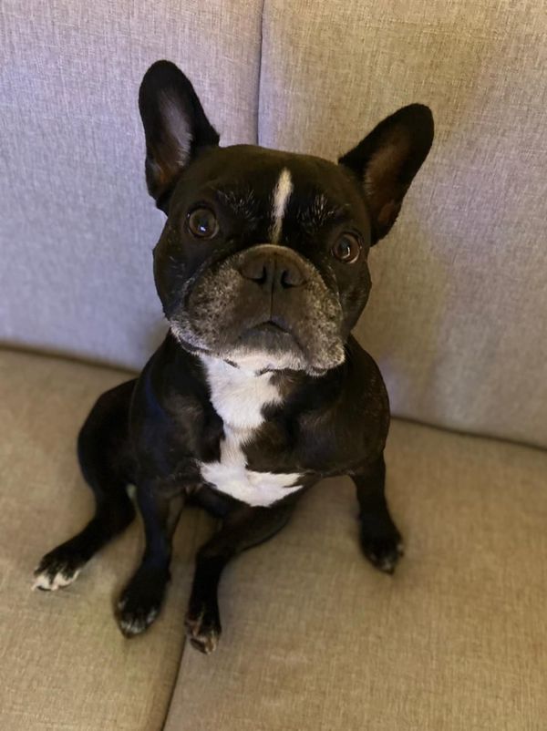 A buldogue Maju é de Cachoeiro de Itapemirim e já tem 5 anos por Arquivo pessoal