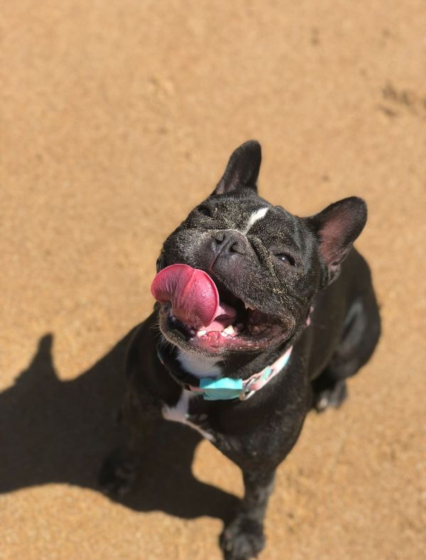 A buldogue Maju é de Cachoeiro de Itapemirim e já tem 5 anos por Arquivo pessoal