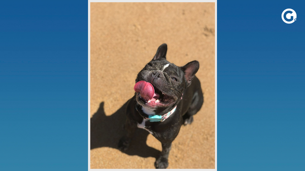 Buldogue é companheira do dono até na hora de praticar esportes em Cachoeiro