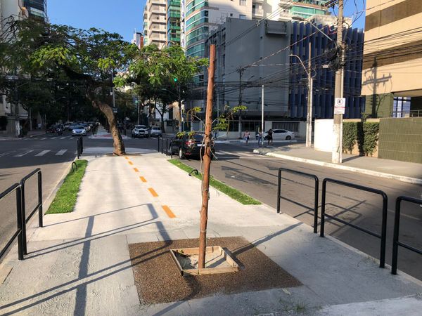 Muda é plantada em trecho da Avenida Rio Branco: substituição faz parte da obra da ciclovia