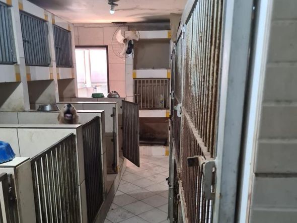 Animais foram encontrados com sinais de maus-tratos em Vitória por Reprodução | Prefeitura de Vitória