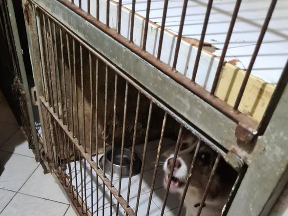 Animais foram encontrados com sinais de maus-tratos em Vitória por Reprodução | Prefeitura de Vitória