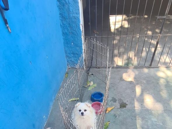 Animais foram encontrados com sinais de maus-tratos em Vitória por Reprodução | Prefeitura de Vitória