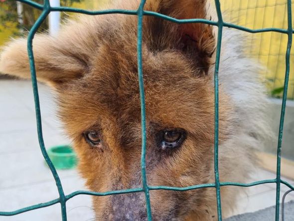 Animais foram encontrados com sinais de maus-tratos em Vitória por Reprodução | Prefeitura de Vitória