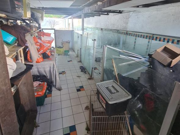 Animais foram encontrados com sinais de maus-tratos em Vitória por Reprodução | Prefeitura de Vitória