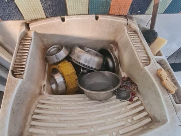 Animais foram encontrados com sinais de maus-tratos em Vitória por Reprodução | Prefeitura de Vitória