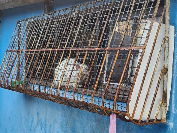 Animais foram encontrados com sinais de maus-tratos em Vitória por Reprodução | Prefeitura de Vitória