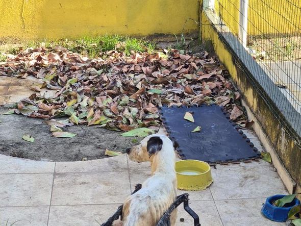 Animais foram encontrados com sinais de maus-tratos em Vitória por Reprodução | Prefeitura de Vitória