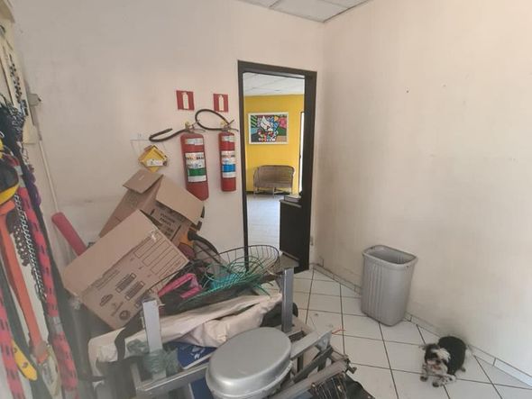 Animais foram encontrados com sinais de maus-tratos em Vitória por Reprodução | Prefeitura de Vitória