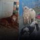 Imagem - Hotel pet clandestino é fechado por maus-tratos a animais em Vitória