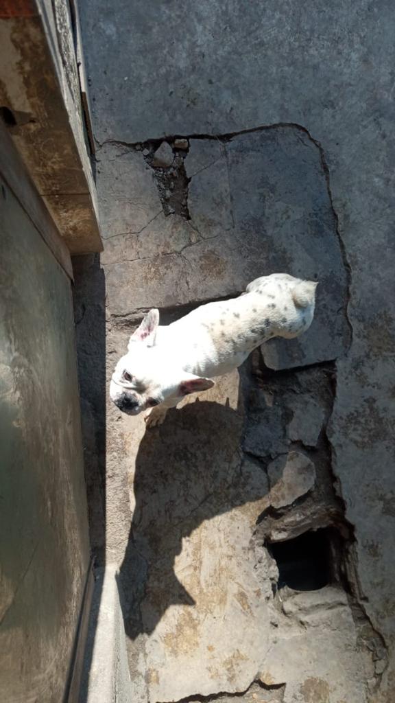 Animais foram encontrados com sinais de maus-tratos em Vitória por Reprodução | Prefeitura de Vitória