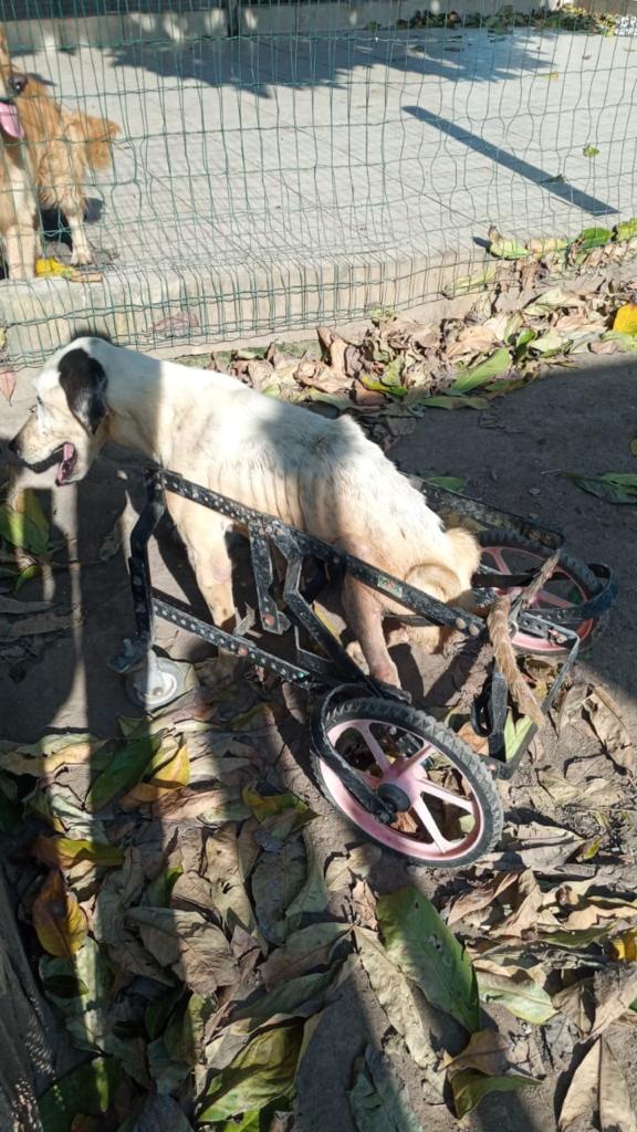 Animais foram encontrados com sinais de maus-tratos em Vitória por Reprodução | Prefeitura de Vitória