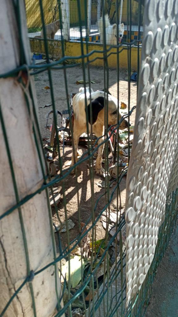 Animais foram encontrados com sinais de maus-tratos em Vitória por Reprodução | Prefeitura de Vitória