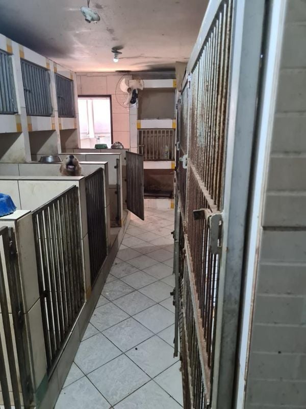 Animais foram encontrados com sinais de maus-tratos em Vitória por Reprodução | Prefeitura de Vitória