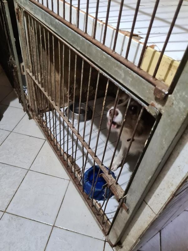 Animais foram encontrados com sinais de maus-tratos em Vitória por Reprodução | Prefeitura de Vitória