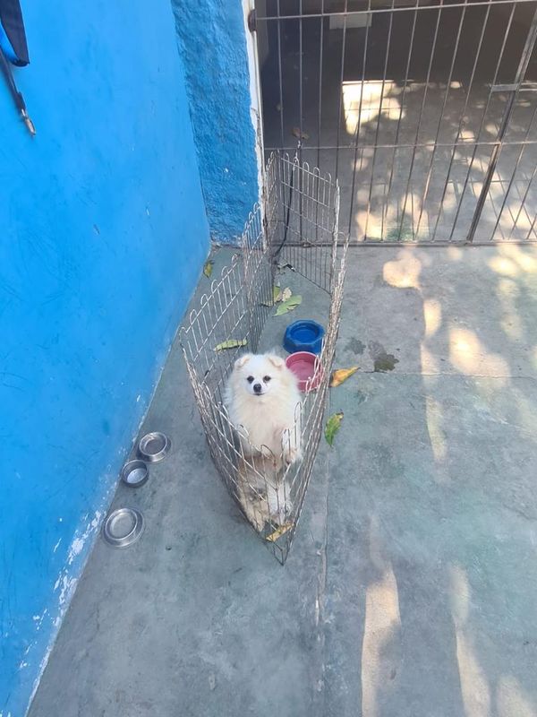 Animais foram encontrados com sinais de maus-tratos em Vitória por Reprodução | Prefeitura de Vitória