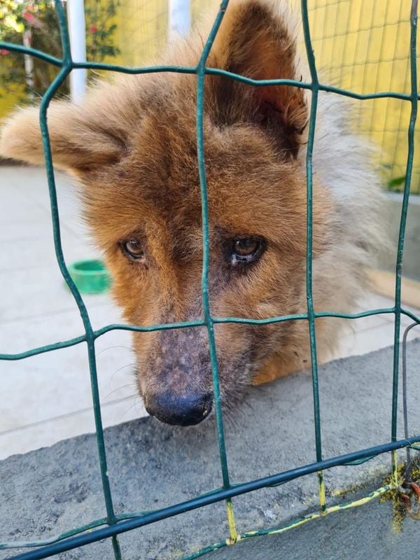 Animais foram encontrados com sinais de maus-tratos em Vitória por Reprodução | Prefeitura de Vitória
