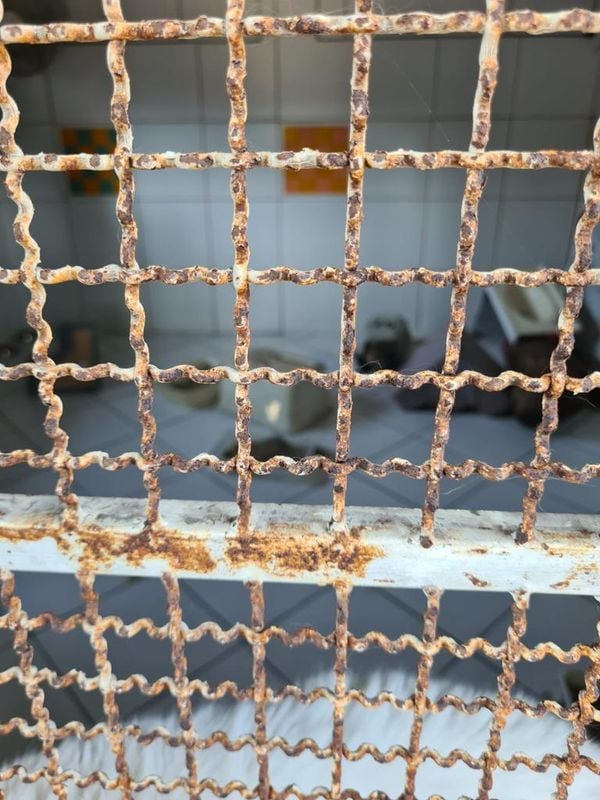 Animais foram encontrados com sinais de maus-tratos em Vitória por Reprodução | Prefeitura de Vitória