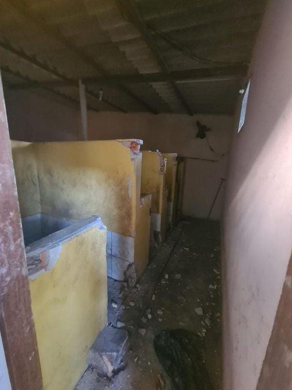 Animais foram encontrados com sinais de maus-tratos em Vitória por Reprodução | Prefeitura de Vitória