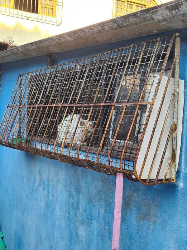 Animais foram encontrados com sinais de maus-tratos em Vitória por Reprodução | Prefeitura de Vitória
