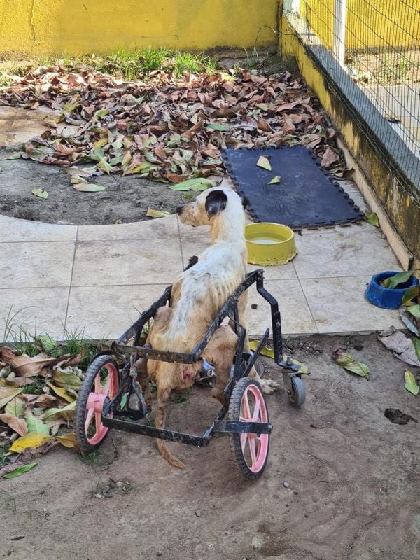 Animais foram encontrados com sinais de maus-tratos em Vitória por Reprodução | Prefeitura de Vitória
