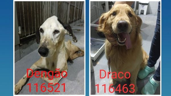 16 animais foram resgatados durante operação em Jardim Camburi, Vitória. por Prefeitura de Vitória