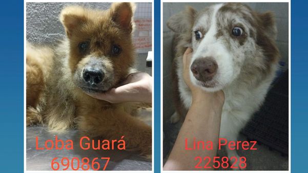 16 animais foram resgatados durante operação em Jardim Camburi, Vitória. por Prefeitura de Vitória