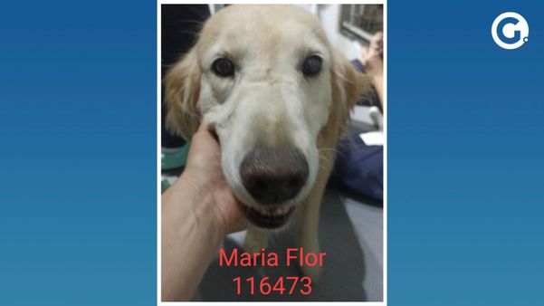 16 animais foram resgatados durante operação em Jardim Camburi, Vitória. por Prefeitura de Vitória