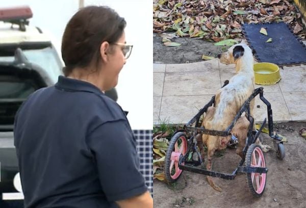 Médica veterinária foi presa por maus-tratos a animais em Vitória