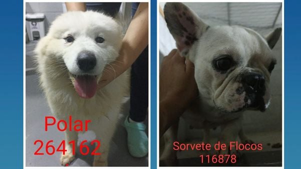 16 animais foram resgatados durante operação em Jardim Camburi, Vitória. por Prefeitura de Vitória