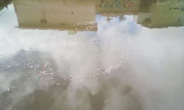 Peixes apareceram mortos no Rio Jacaraípe, na Serra, Grande Vitória