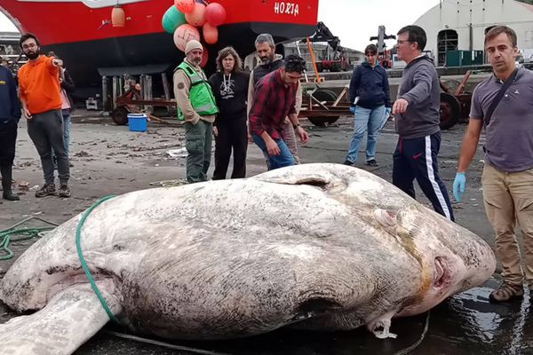 Peixe-lua gigante foi encontrado morto flutuando próximo ao arquipélago de Açores, em Portugal