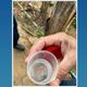 Imagem - Febre maculosa: pai é confirmado e filha é caso suspeito em Mimoso do Sul