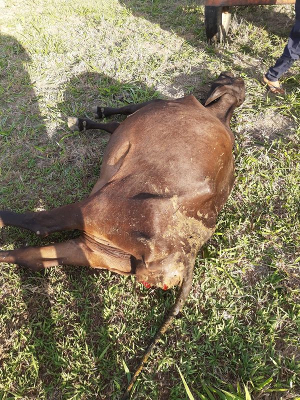 Produtores de Aracruz já perderam 825 animais devido a falta de chuva por Produtores de Aracruz já perderam 825 animais devido a falta de chuva