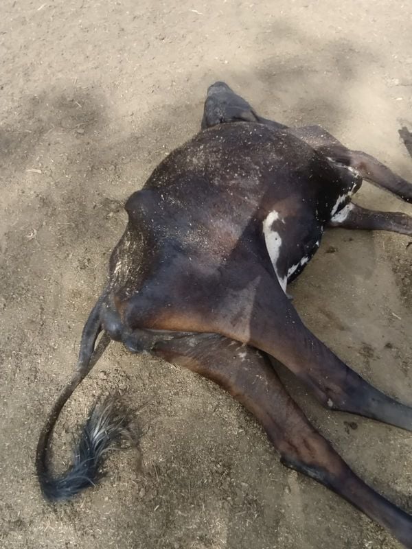 Produtores de Aracruz já perderam 825 animais devido a falta de chuva por Produtores de Aracruz já perderam 825 animais devido a falta de chuva