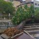 Imagem - Chuva derruba árvore e interdita rua no Centro de Vitória