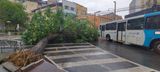 Árvore cai no cruzamento entre as avenidas Thiers Velloso e Cleto Nunes, no Parque Moscoco(Geraldo Nascimento)