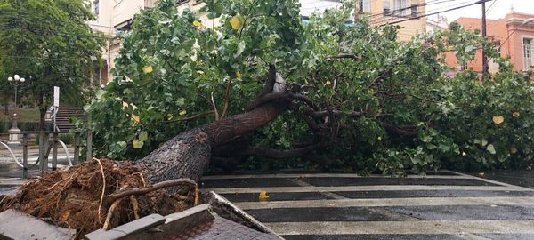 Árvore cai no cruzamento entre as avenidas Thiers Velloso e Cleto Nunes, no Parque Moscoco por Geraldo Nascimento