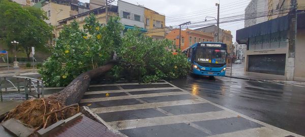 Árvore cai no cruzamento entre as avenidas Thiers Velloso e Cleto Nunes, no Parque Moscoco