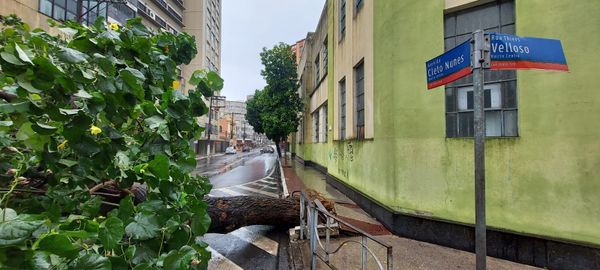 Árvore cai no cruzamento entre as avenidas Thiers Velloso e Cleto Nunes, no Parque Moscoco por Geraldo Nascimento