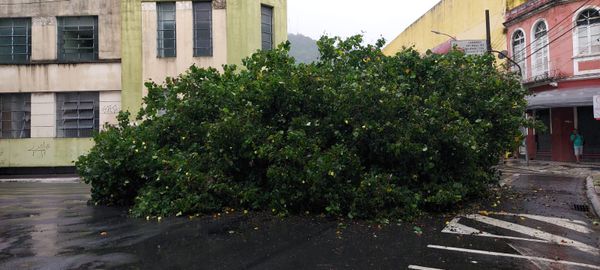 Árvore cai no cruzamento entre as avenidas Thiers Velloso e Cleto Nunes, no Parque Moscoco por Geraldo Nascimento