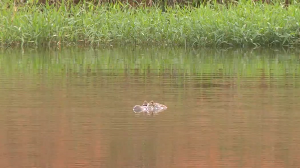  Um jacaré foi flagrado no rio da Floresta de Pacotuba por Matheus Martins 