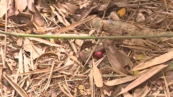  Floresta de Pacotuba revela um espetáculo da natureza no Sul do ES
