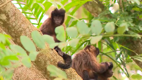 Animais como macacos podem ser encontrados na Floresta de Pacotuba por Matheus Martins 